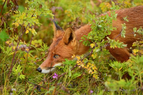 Bears and foxes of Kamchatka, Russia, photo 1