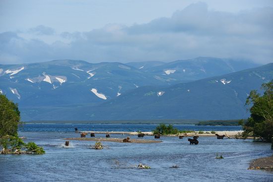 Bears and foxes of Kamchatka, Russia, photo 11