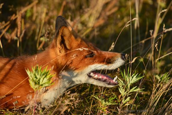 Bears and foxes of Kamchatka, Russia, photo 12