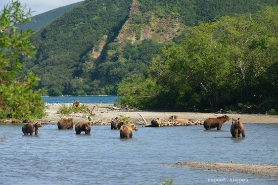 Bears and foxes of Kamchatka, Russia, photo 14