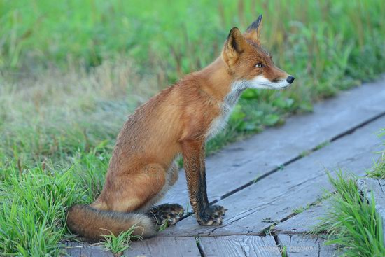 Bears and foxes of Kamchatka, Russia, photo 15