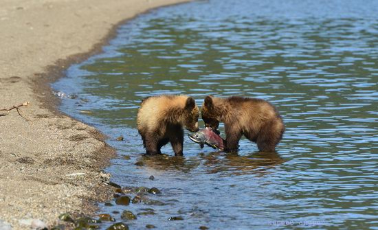 Bears and foxes of Kamchatka, Russia, photo 17