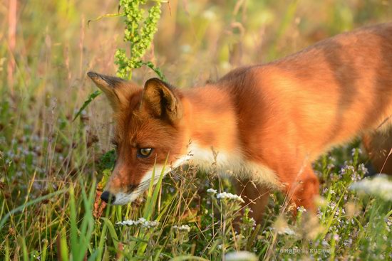 Bears and foxes of Kamchatka, Russia, photo 18