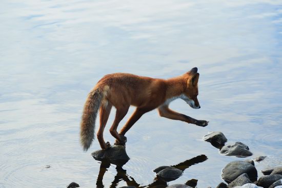 Bears and foxes of Kamchatka, Russia, photo 19