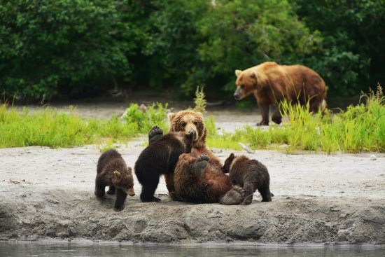 Bears and foxes of Kamchatka, Russia, photo 2