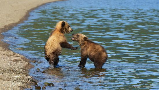 Bears and foxes of Kamchatka, Russia, photo 20