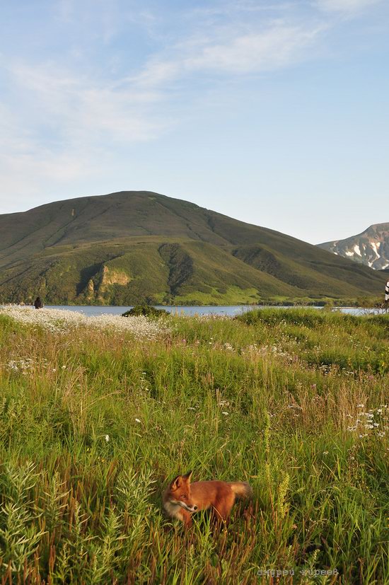 Bears and foxes of Kamchatka, Russia, photo 3