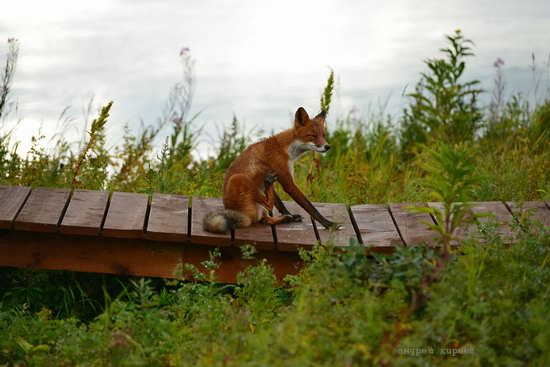 Bears and foxes of Kamchatka, Russia, photo 4