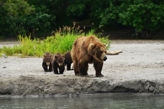 Bears and foxes of Kamchatka, Russia, photo 5