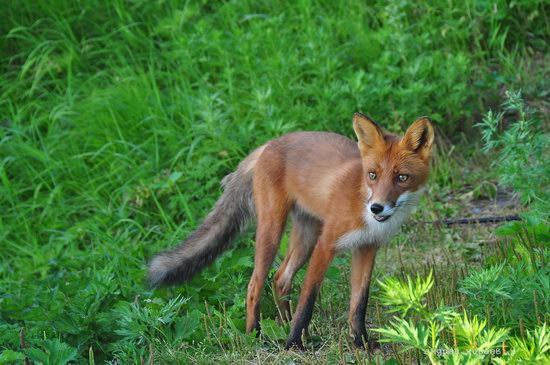 Bears and foxes of Kamchatka, Russia, photo 6