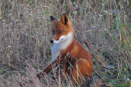 Bears and foxes of Kamchatka, Russia, photo 7