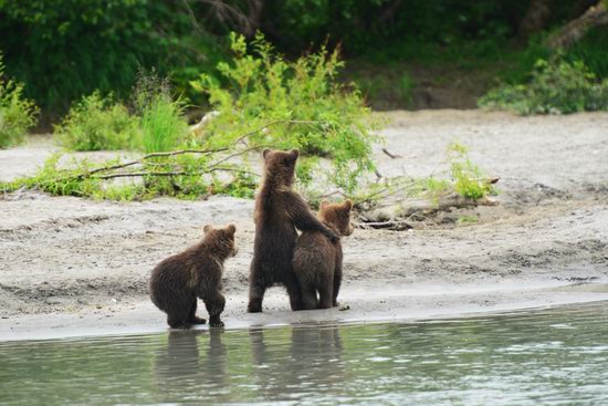 Bears and foxes of Kamchatka, Russia, photo 8