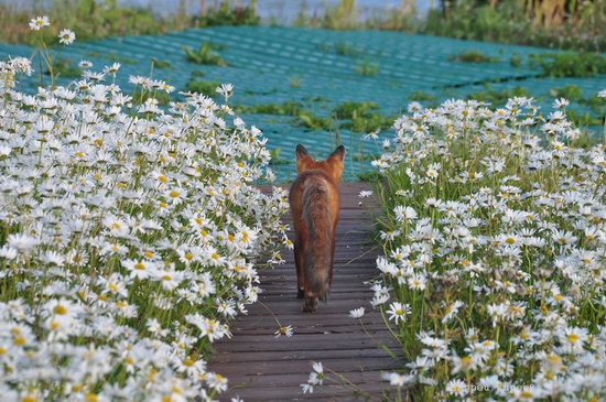 Bears and foxes of Kamchatka, Russia, photo 9