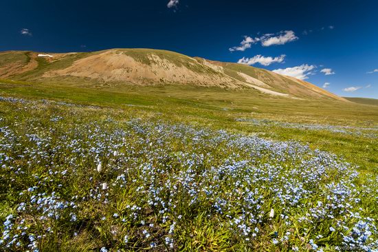 Wild flowers, Altai, Russia, photo 1