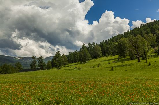 Wild flowers, Altai, Russia, photo 10