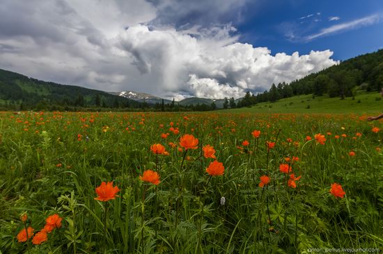 Wild flowers, Altai, Russia, photo 11