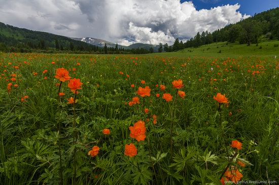 Wild flowers, Altai, Russia, photo 12
