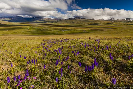 Wild flowers, Altai, Russia, photo 13