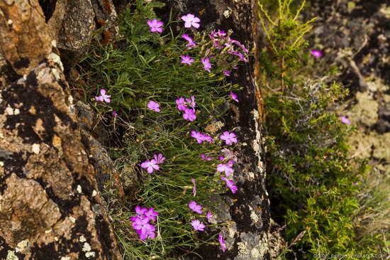 Wild flowers, Altai, Russia, photo 14