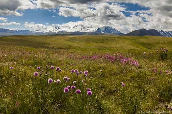 Wild flowers, Altai, Russia, photo 15