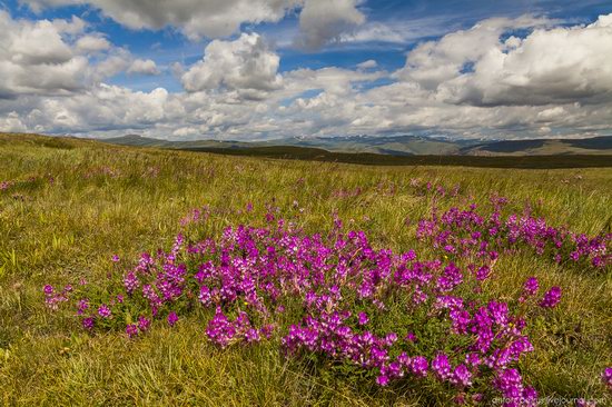 Wild flowers, Altai, Russia, photo 16