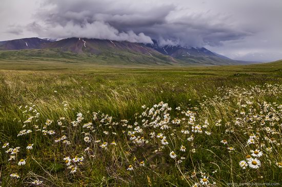 Wild flowers, Altai, Russia, photo 17