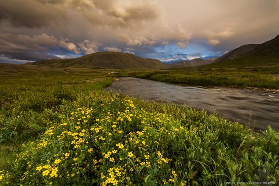 Wild flowers, Altai, Russia, photo 18