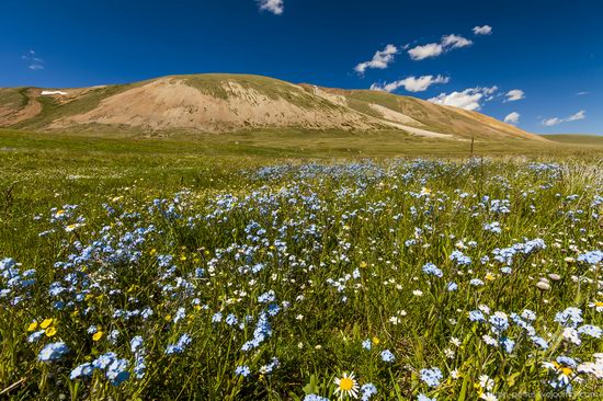 Wild flowers, Altai, Russia, photo 2