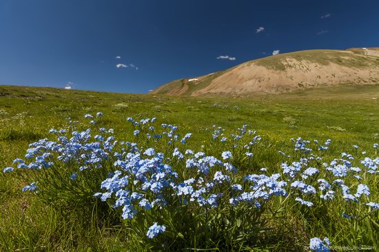 Wild flowers, Altai, Russia, photo 3