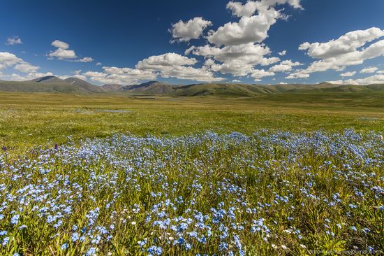 Wild flowers, Altai, Russia, photo 4