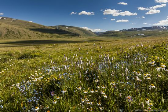 Wild flowers, Altai, Russia, photo 5