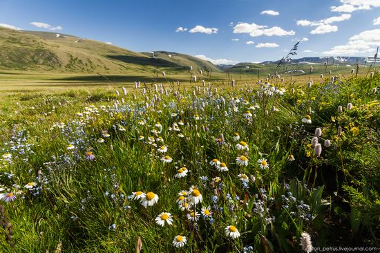 Wild flowers, Altai, Russia, photo 6