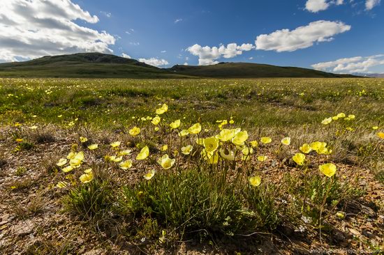 Wild flowers, Altai, Russia, photo 7