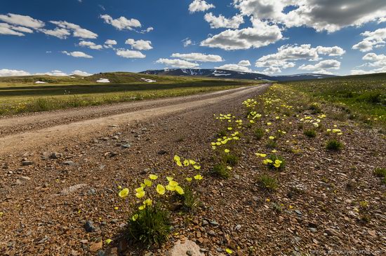 Wild flowers, Altai, Russia, photo 8