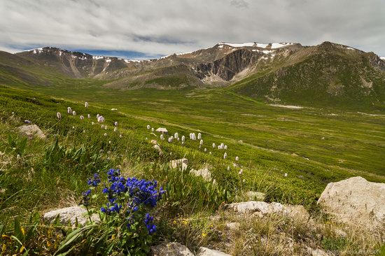 Wild flowers, Altai, Russia, photo 9