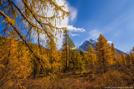 Golden autumn in the Altai Mountains, Russia, photo 2