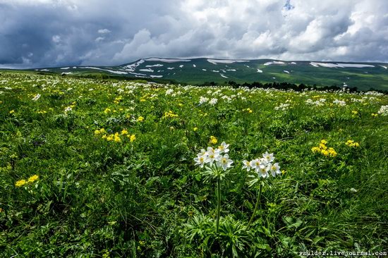 Alpine Meadows, Lago-Naki Plateau, Russia, photo 13