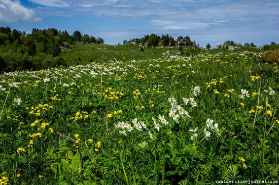 Alpine Meadows, Lago-Naki Plateau, Russia, photo 14