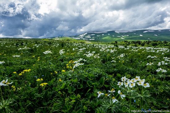 Alpine Meadows, Lago-Naki Plateau, Russia, photo 15