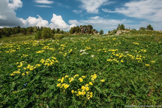 Alpine Meadows, Lago-Naki Plateau, Russia, photo 20