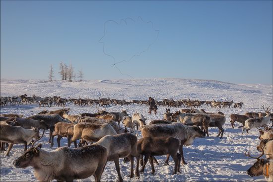 Life of the Nenets Reindeer Herders in the Russian North, photo 11