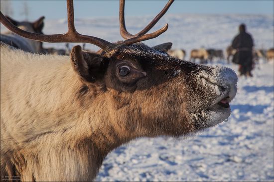 Life of the Nenets Reindeer Herders in the Russian North, photo 12