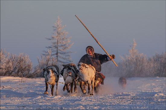 Life of the Nenets Reindeer Herders in the Russian North, photo 13