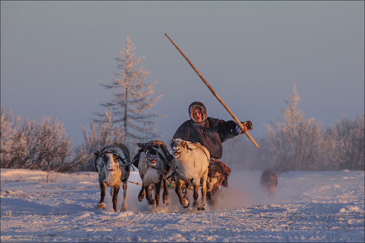 Life of the Nenets Reindeer Herders in the Russian North · Russia Travel  Blog