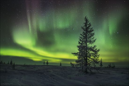 Life of the Nenets Reindeer Herders in the Russian North, photo 17