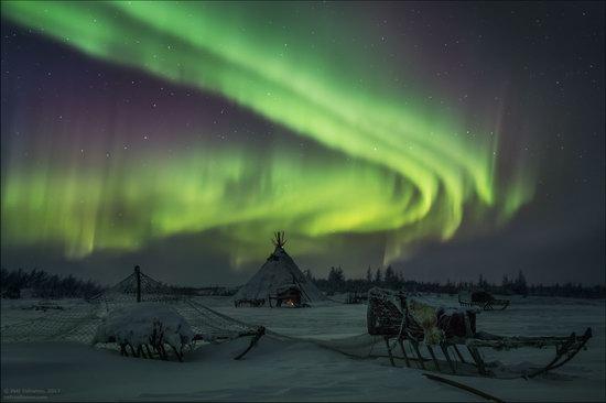 Life of the Nenets Reindeer Herders in the Russian North, photo 3