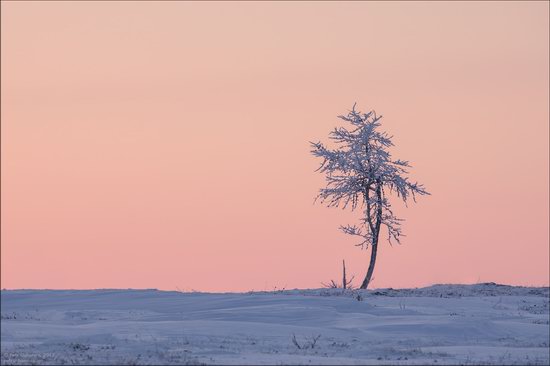 Life of the Nenets Reindeer Herders in the Russian North, photo 7