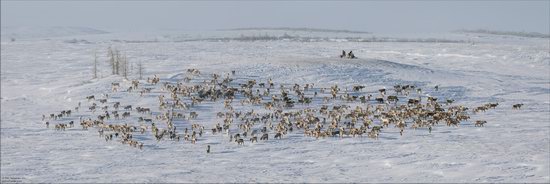 Life of the Nenets Reindeer Herders in the Russian North, photo 9