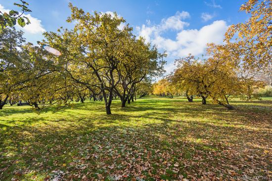 Golden autumn in Kolomenskoye, Moscow, Russia, photo 8