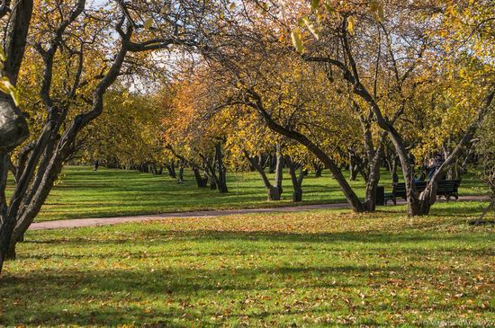 Golden autumn in Kolomenskoye, Moscow, Russia, photo 9